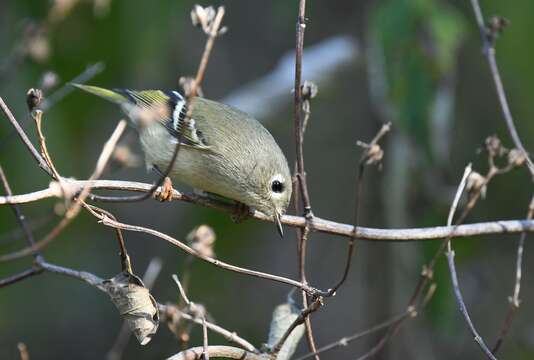 Image of goldcrests and kinglets