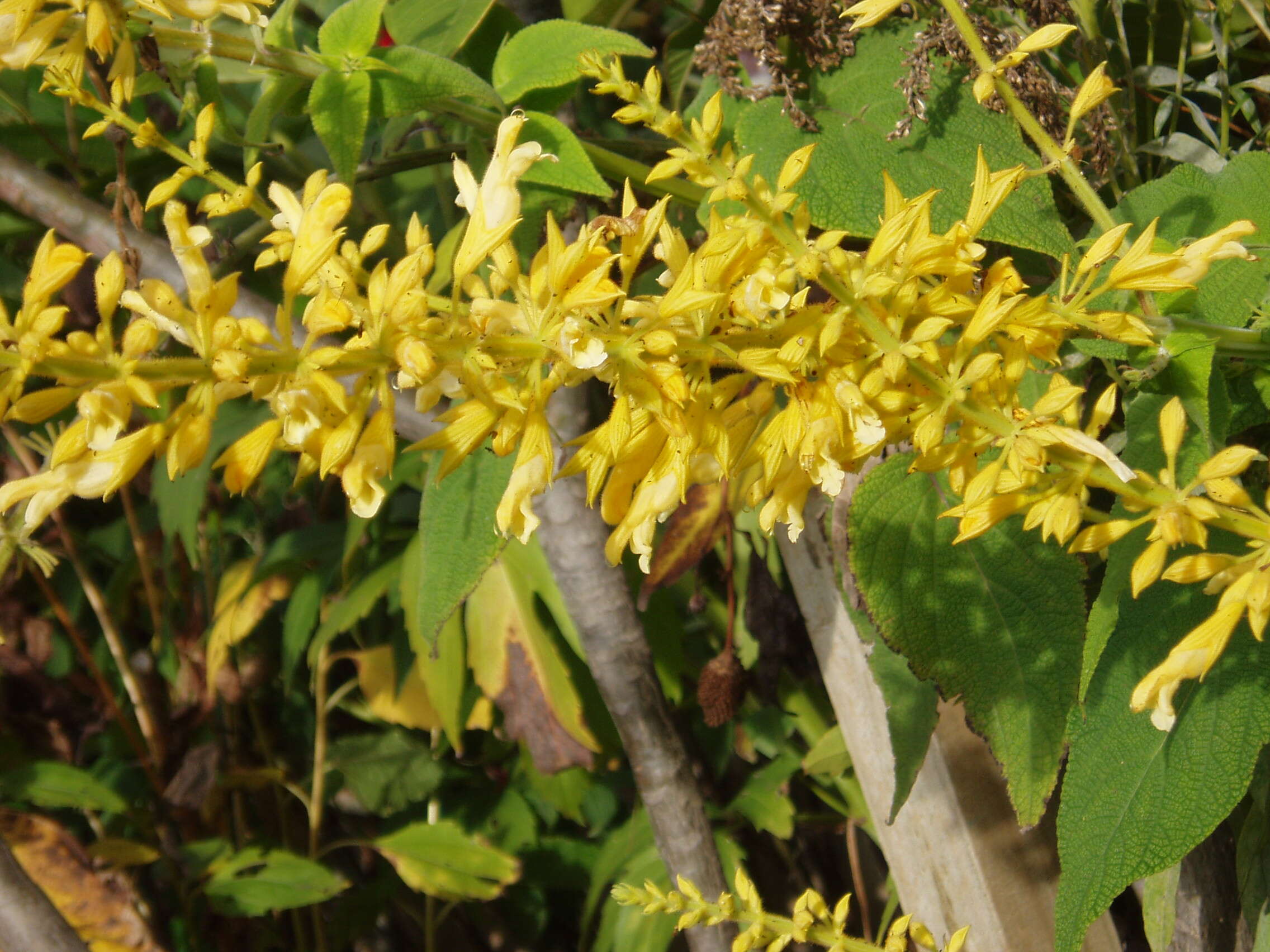 Image of Salvia madrensis Seem.