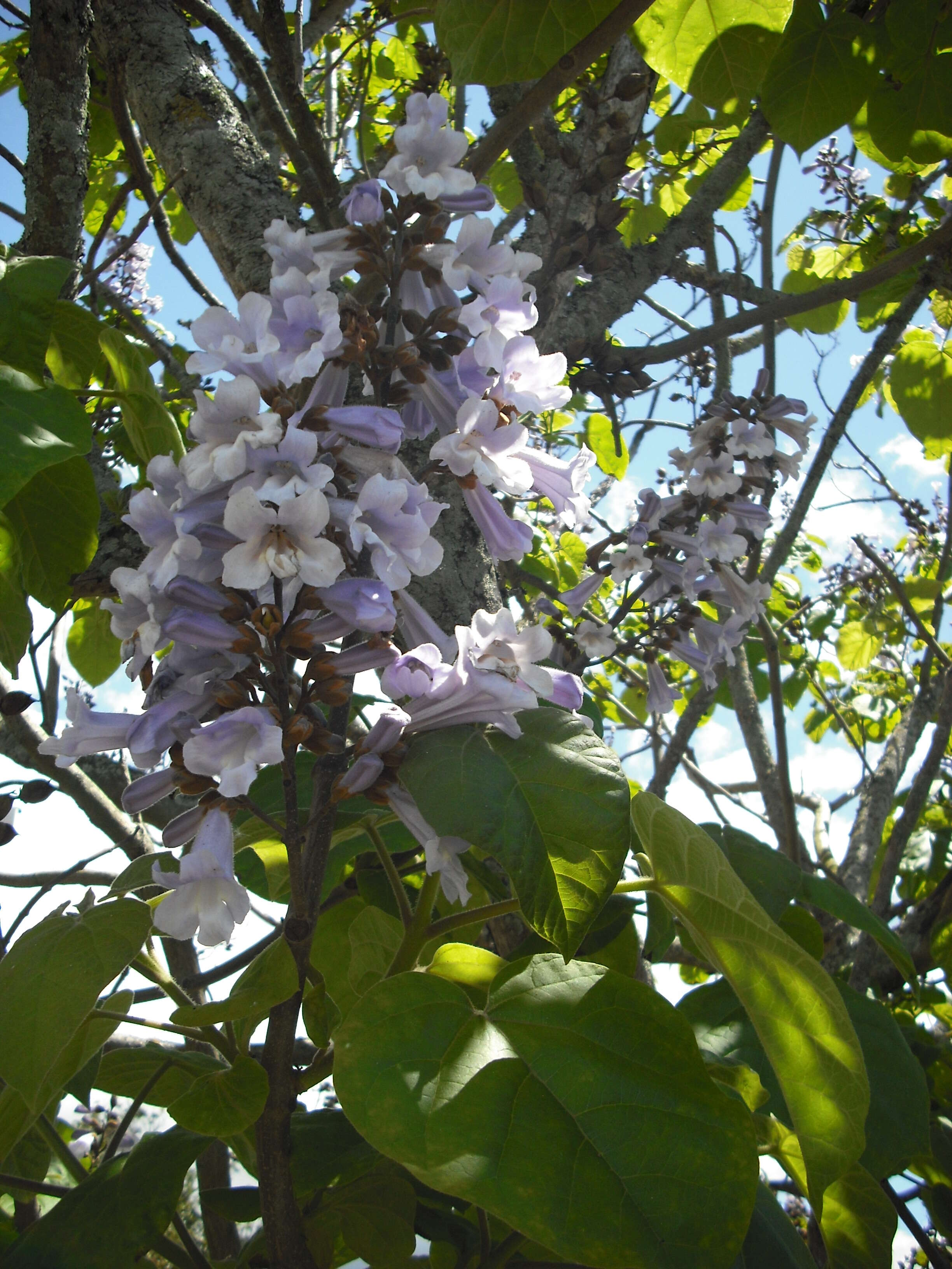 Image of Paulownia elongata S. Y. Hu