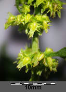 Rumex palustris Sm. resmi