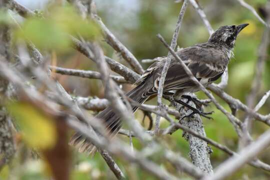 Image of Long-tailed Mockingbird