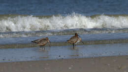 Image of Bar-tailed Godwit