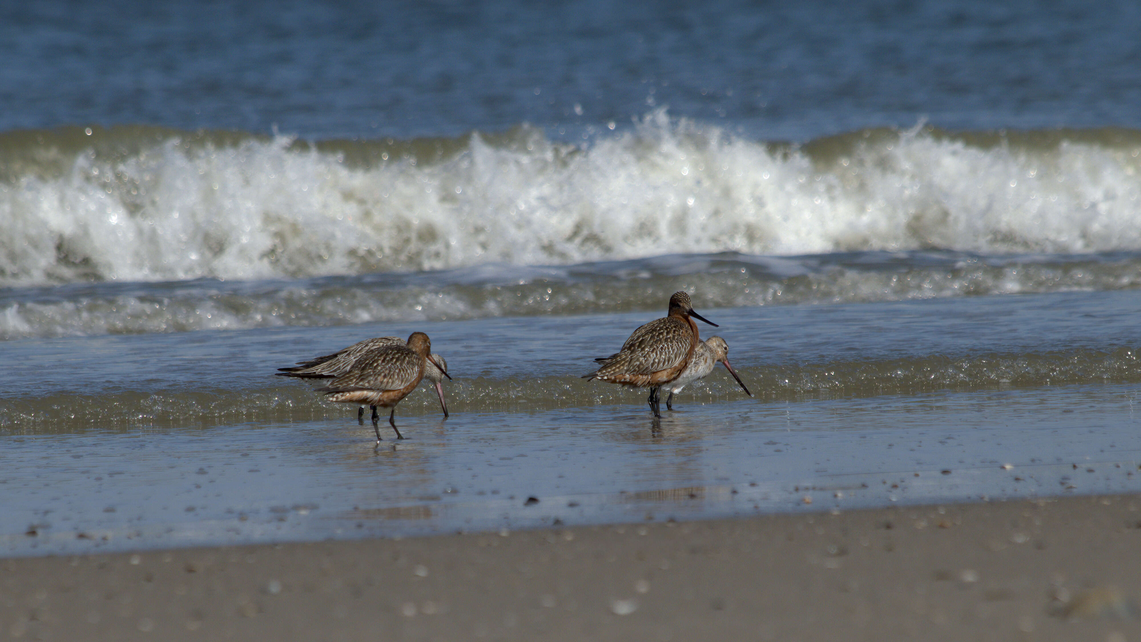 Image of Bar-tailed Godwit