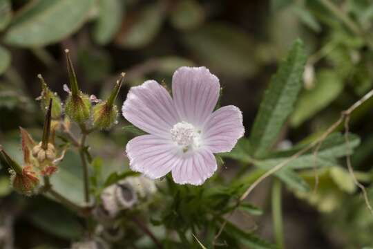 Image of Malva cretica Cav.