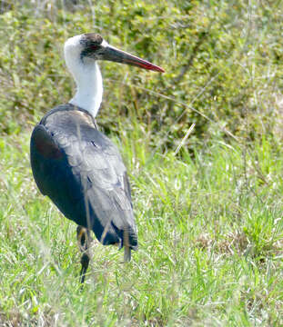 صورة <i>Ciconia microscelis</i>