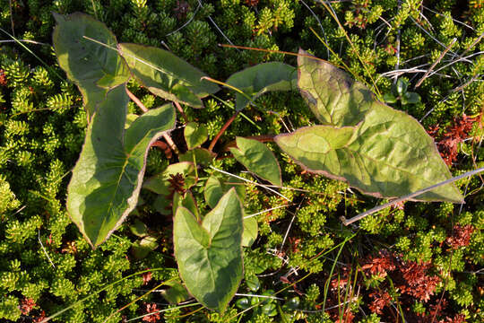 Image of gall of the earth