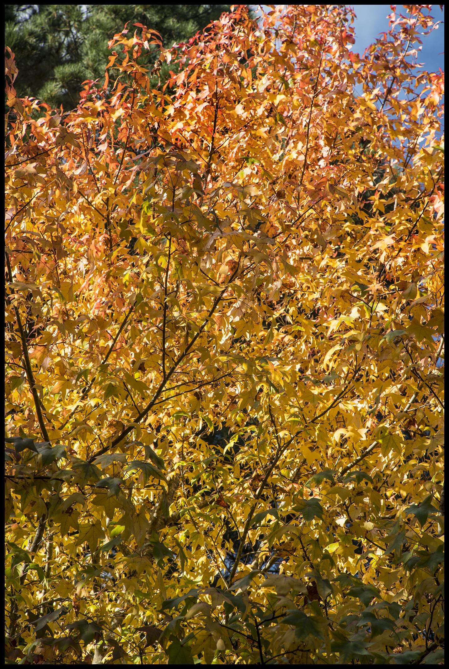 Image of American Sweetgum