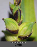 Image of carnation sedge