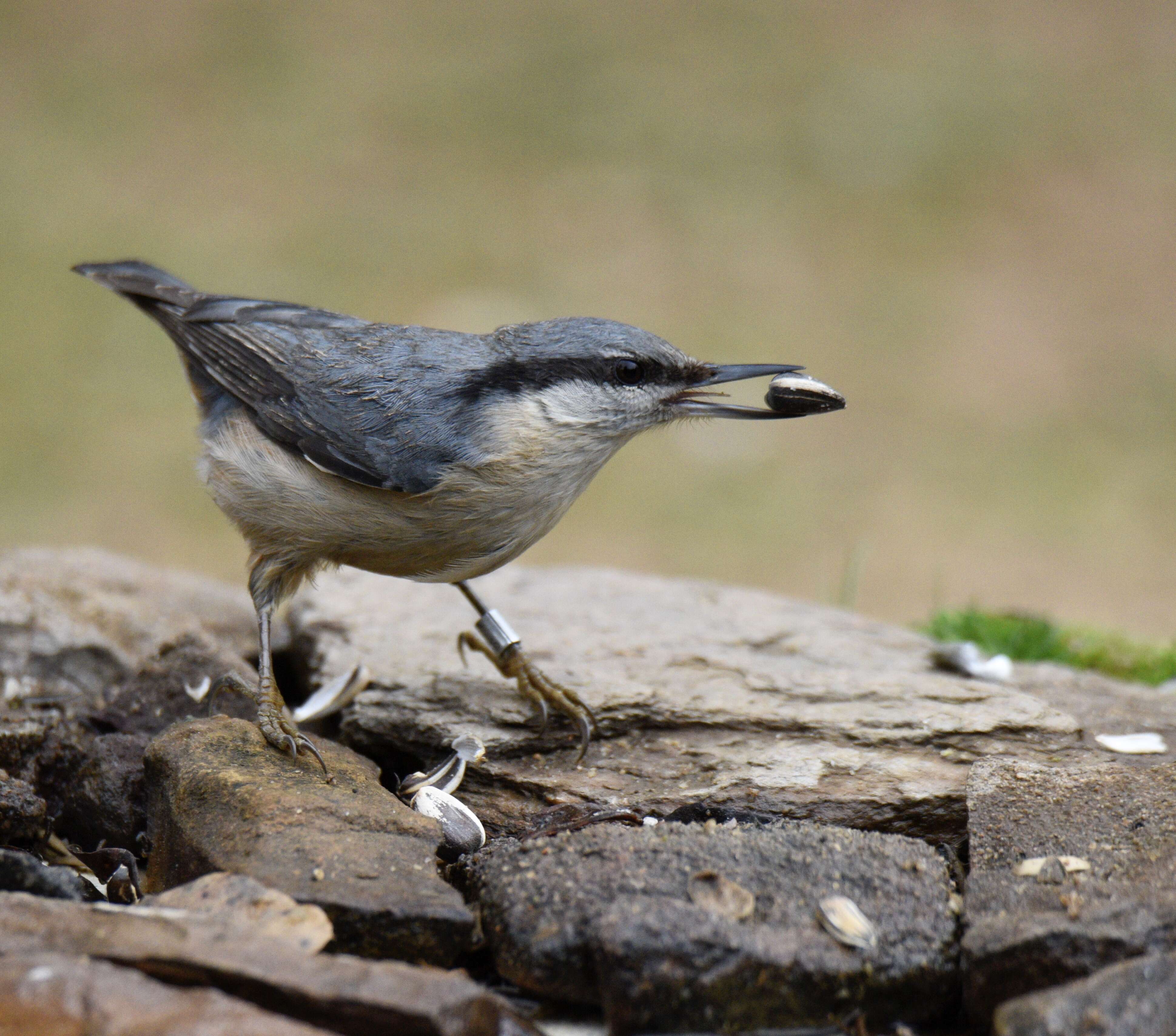 Image of Eurasian Nuthatch