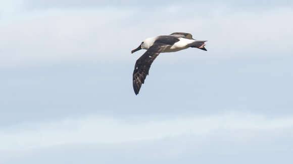 Image of Indian Yellow-nosed Albatross