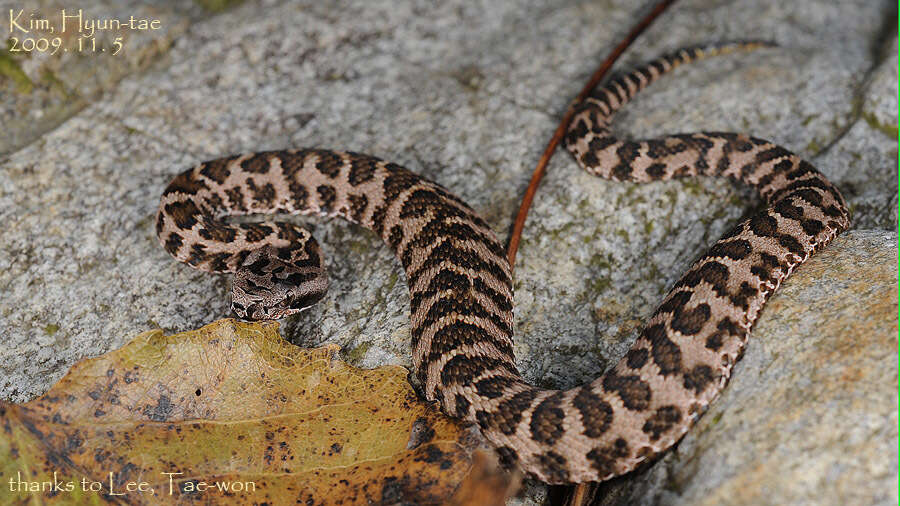 Gloydius intermedius (Strauch 1868) resmi