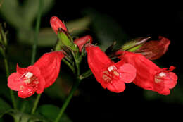 Image of tropical wild petunia