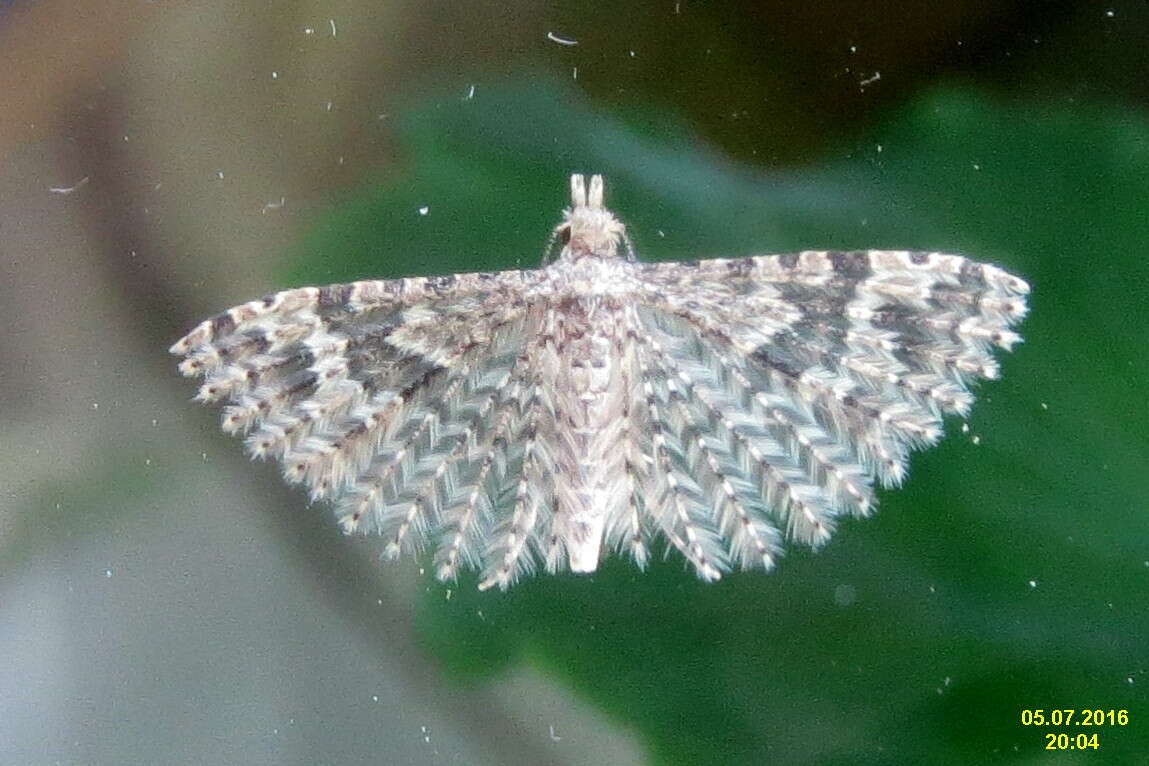 Image of twenty-plume moth