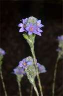 Image of Philotheca nodiflora (Lindl.) Paul G. Wilson