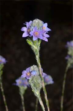 Imagem de Philotheca nodiflora (Lindl.) Paul G. Wilson