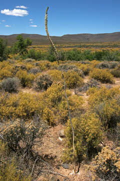 Image of Drimia capensis (Burm. fil.) Wijnands