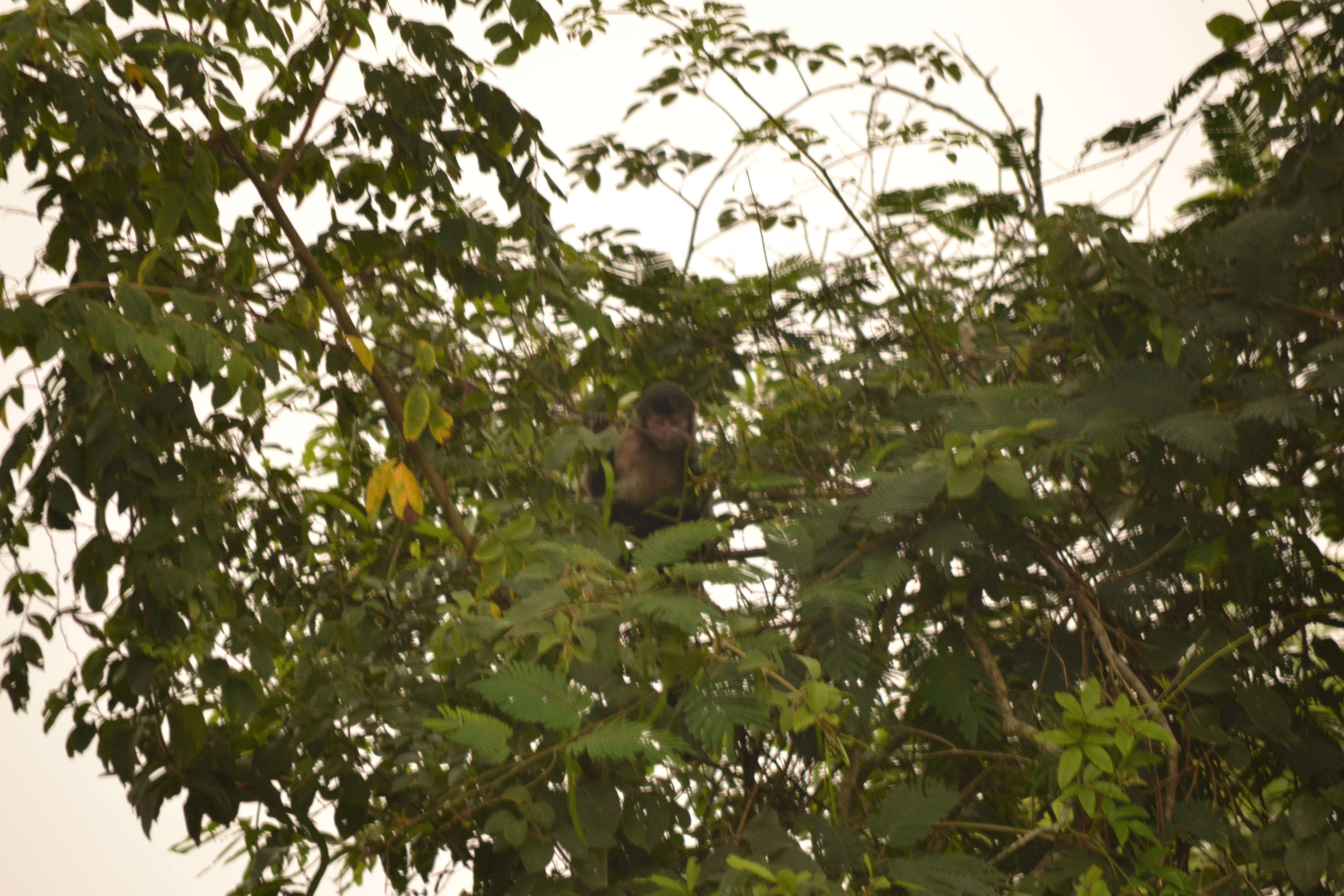 Image of Black Capuchin