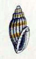 Image of Eucithara capillata (Hervier 1897)