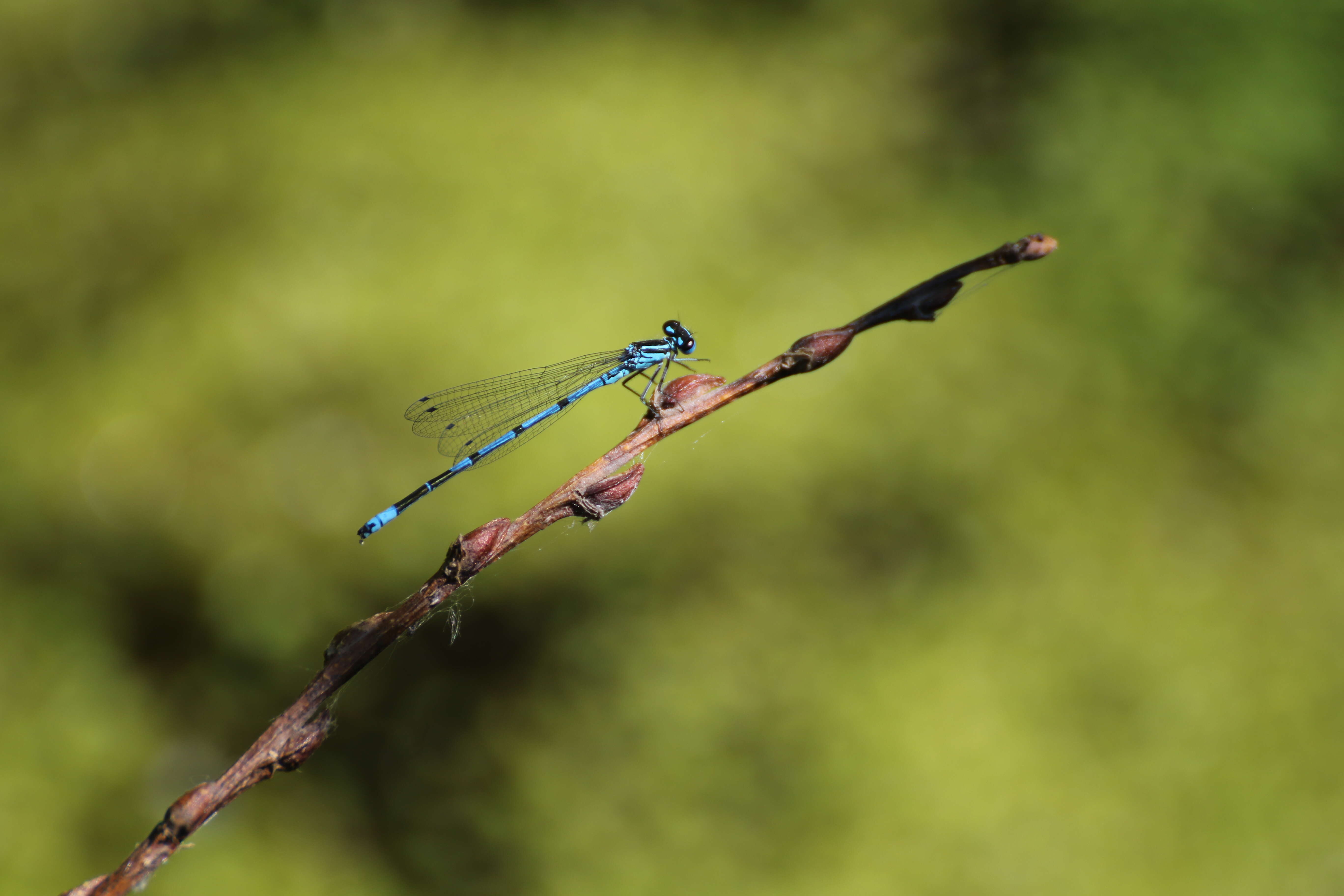 Imagem de Coenagrion puella (Linnaeus 1758)