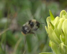 Image of Bombus kirbiellus Curtis 1835