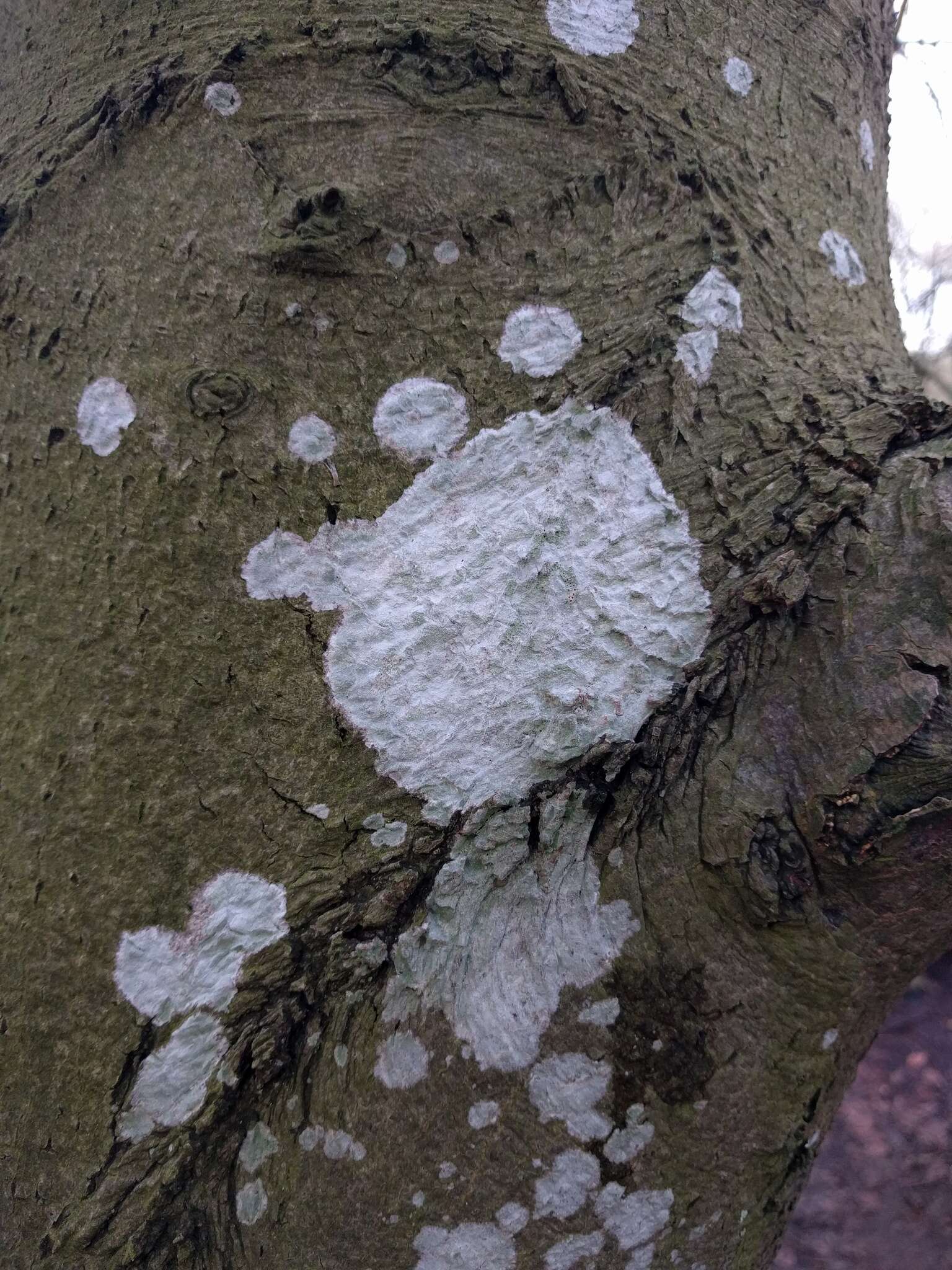 Image of blemished lichen