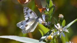 Image of Checkered White