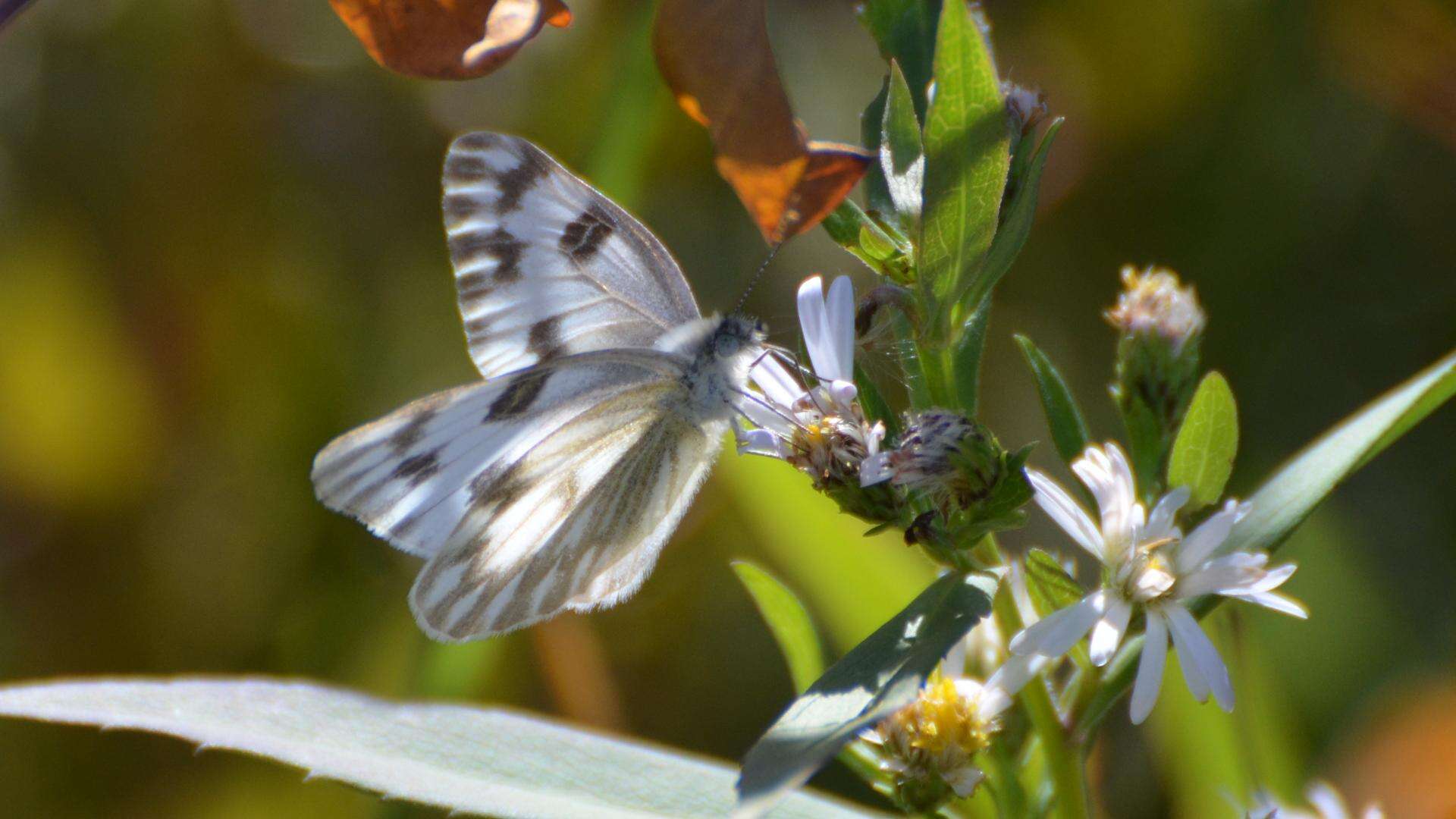 Image of Checkered White