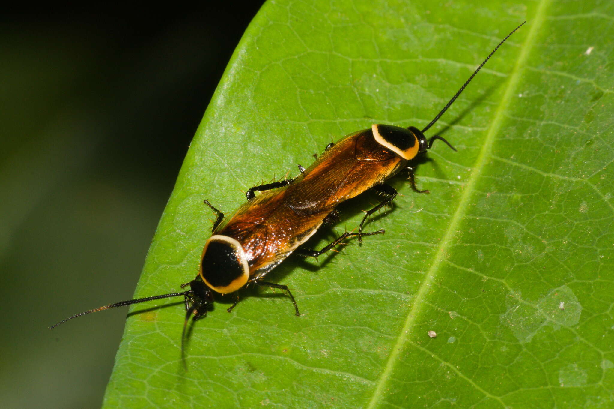 Imagem de Pseudomops neglectus Shelford 1906