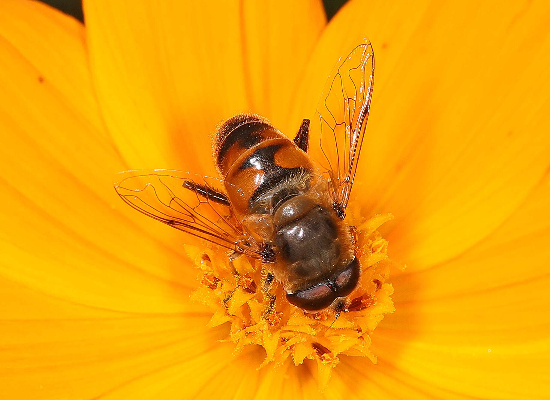 Image of drone fly