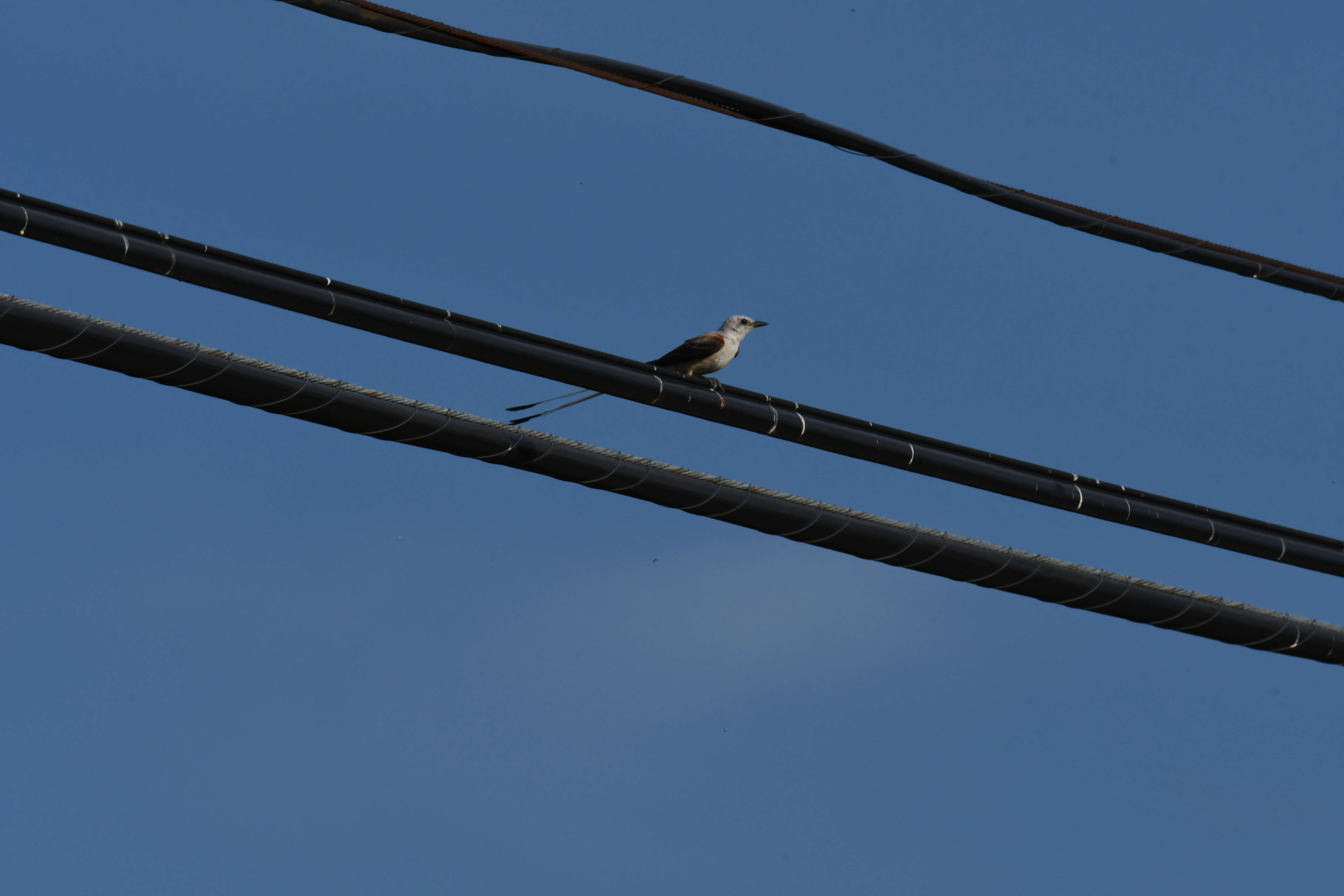 Image of Scissor-tailed Flycatcher