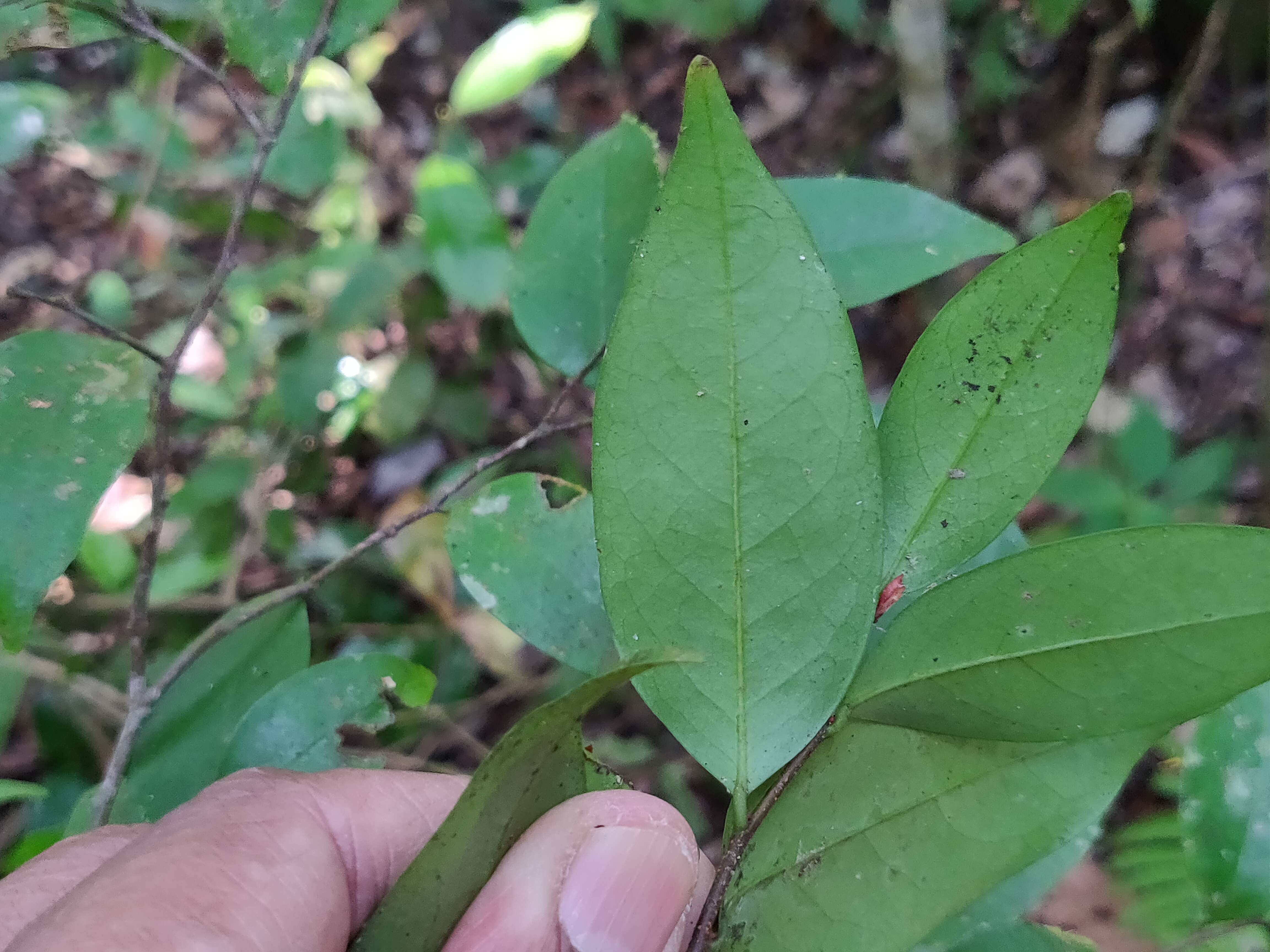 Image of Orophea thomsonii Bedd.