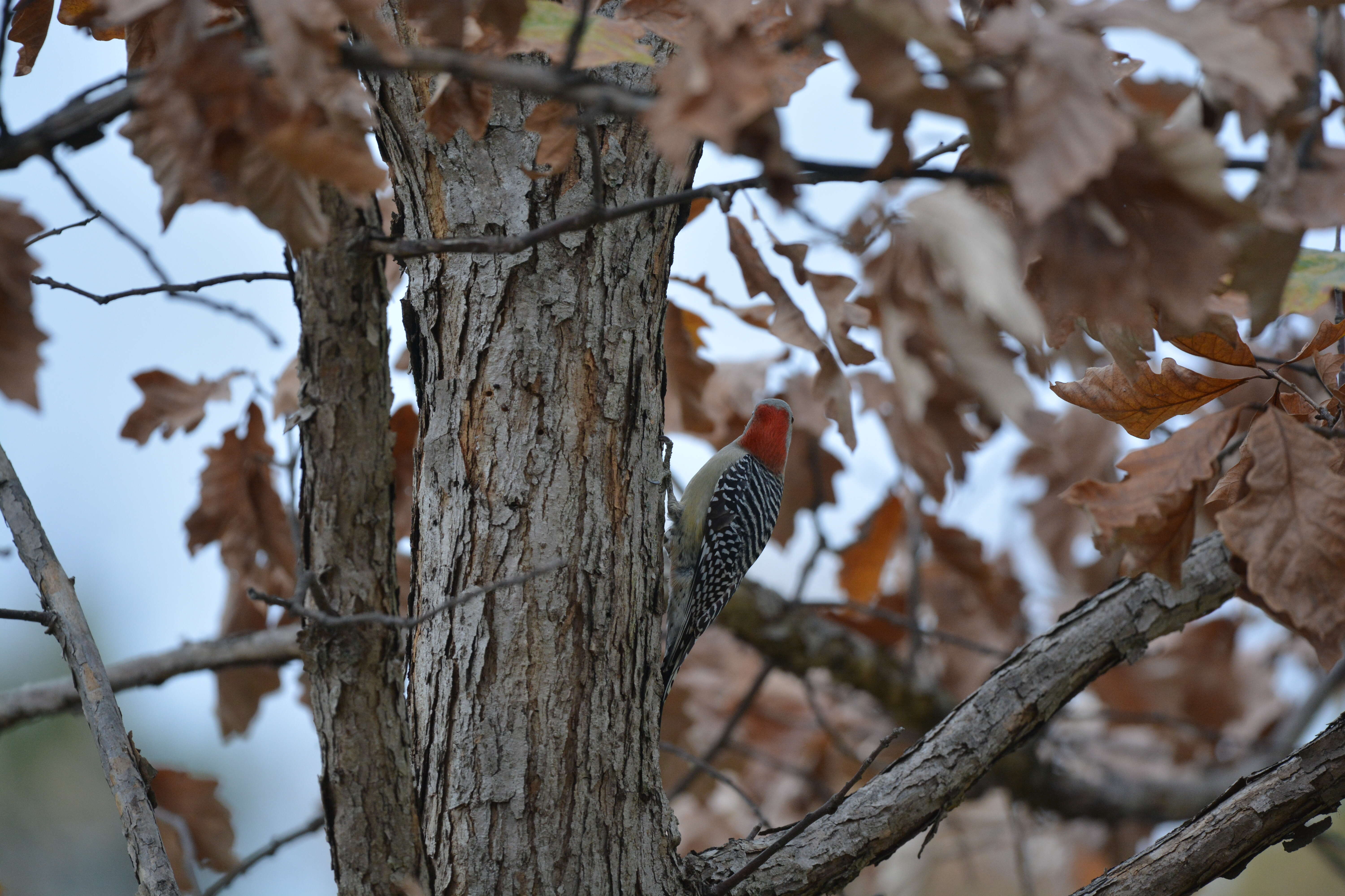 Image of Red-bellied Woodpecker