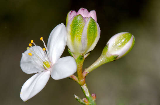 Image of Boronia busselliana F. Müll.