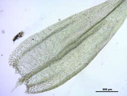 صورة Brachythecium salebrosum W. P. Schimper ex B. S. G. 1853