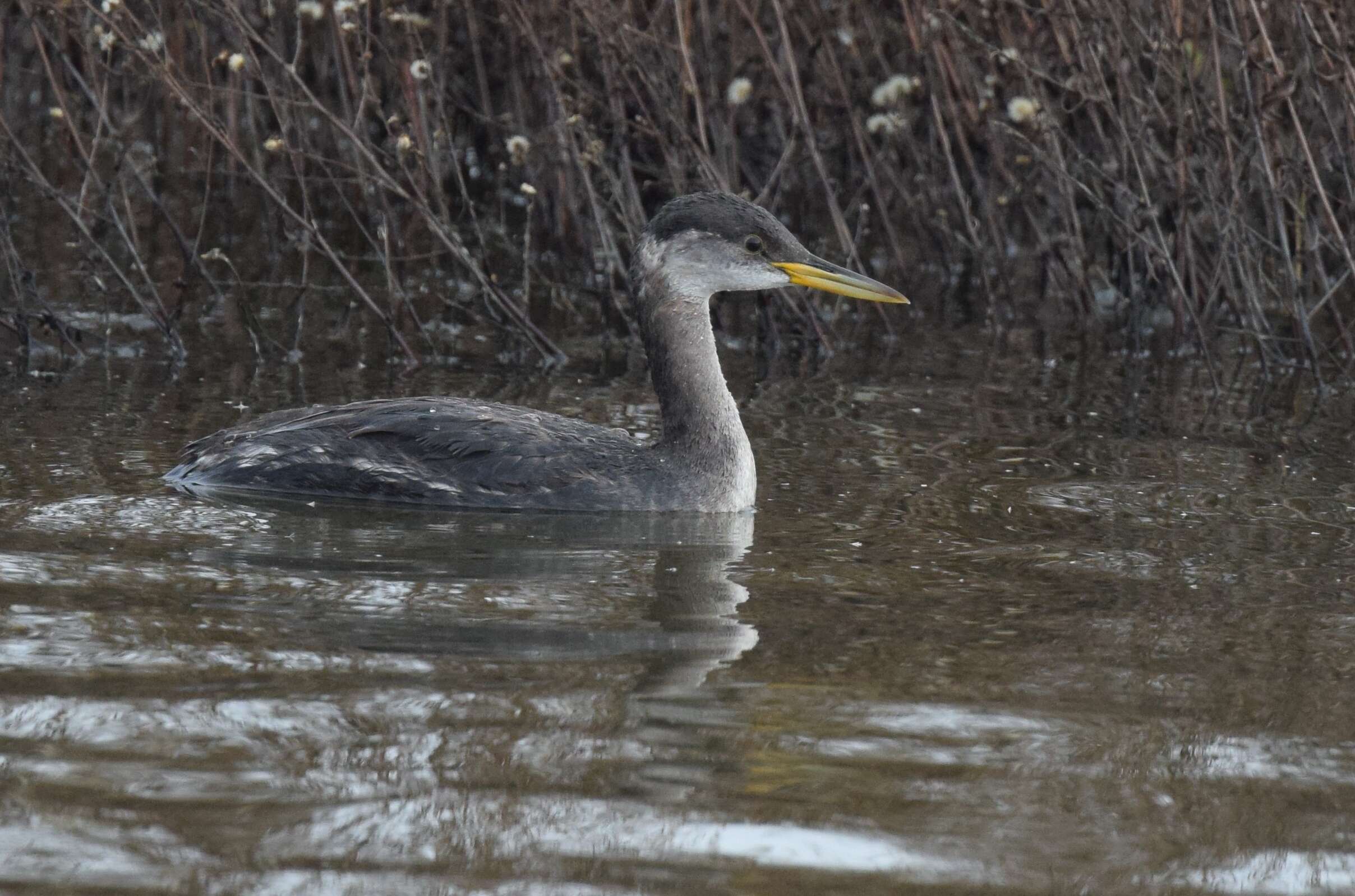 Image of Red-necked Grebe