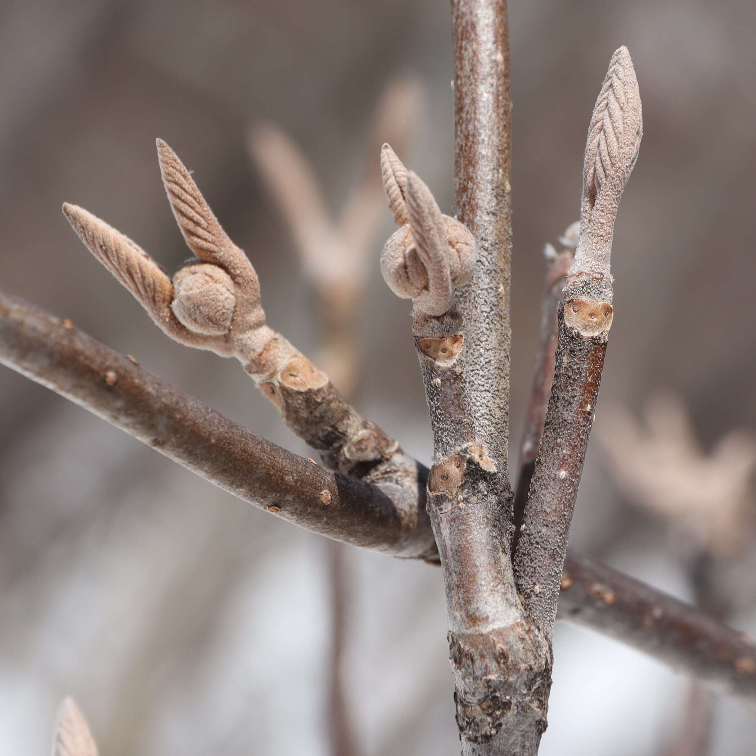 Imagem de Viburnum furcatum Bl. ex Hook. fil. & Thoms.