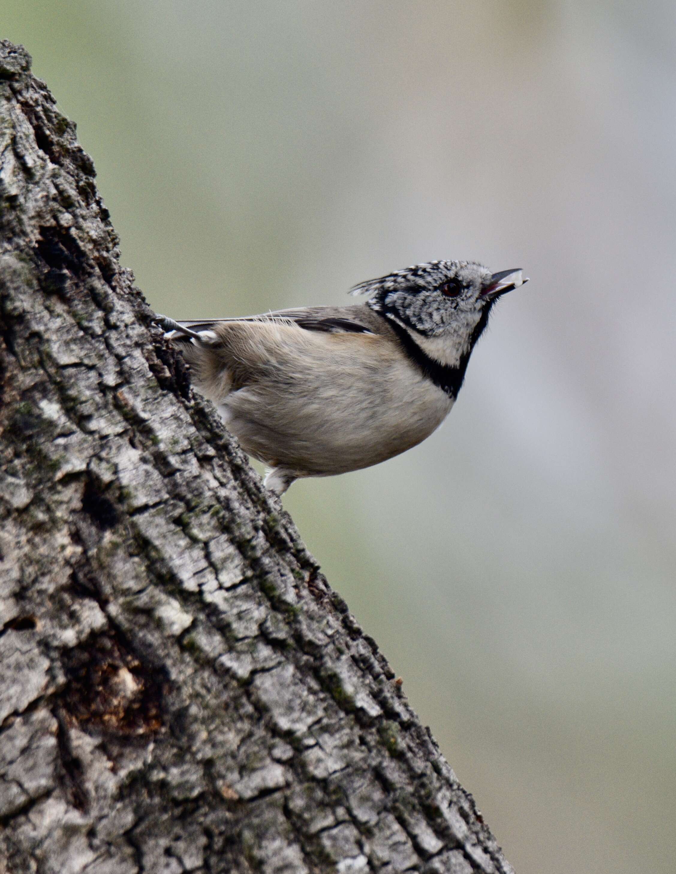 Image of Lophophanes Kaup 1829