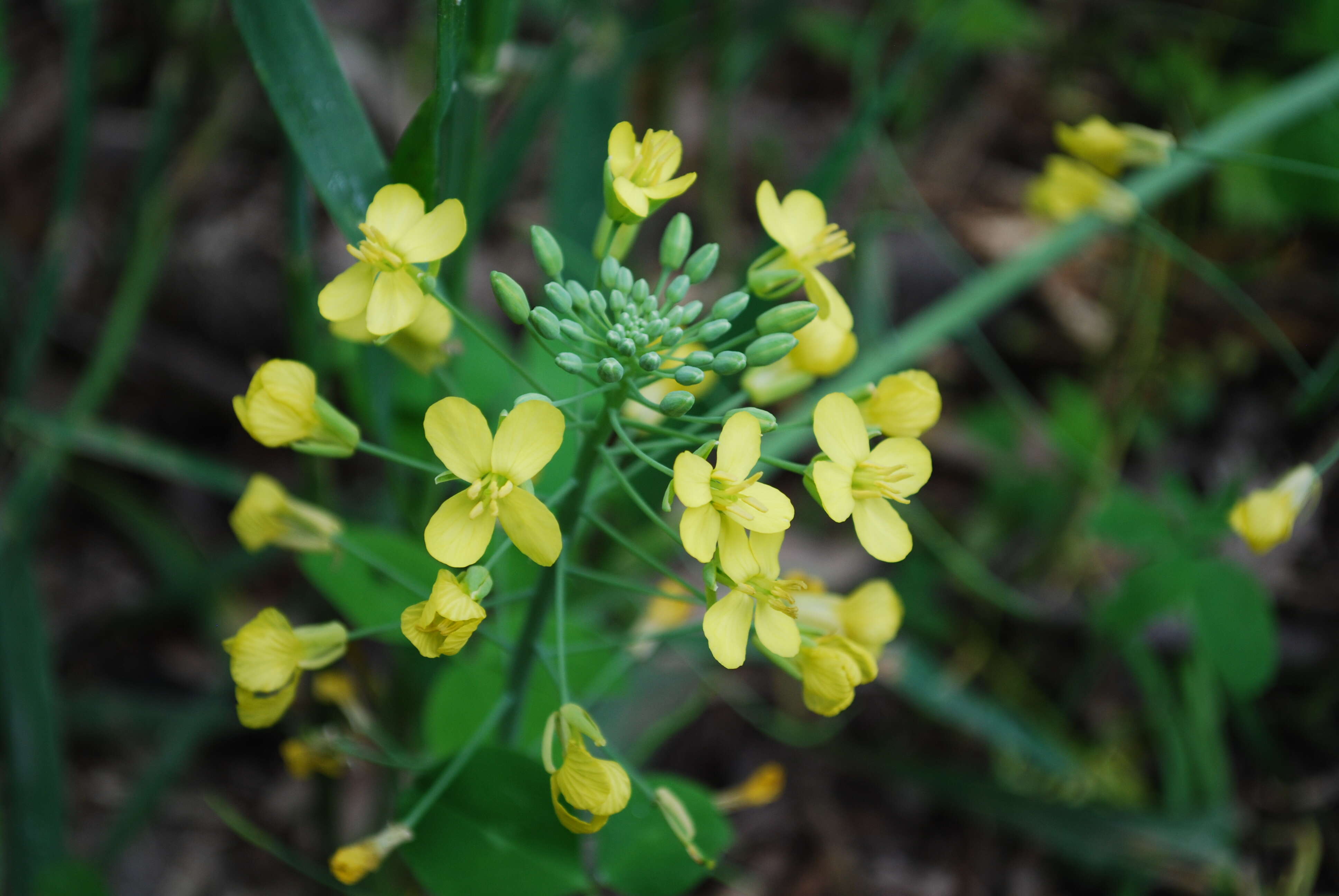 Image of black mustard