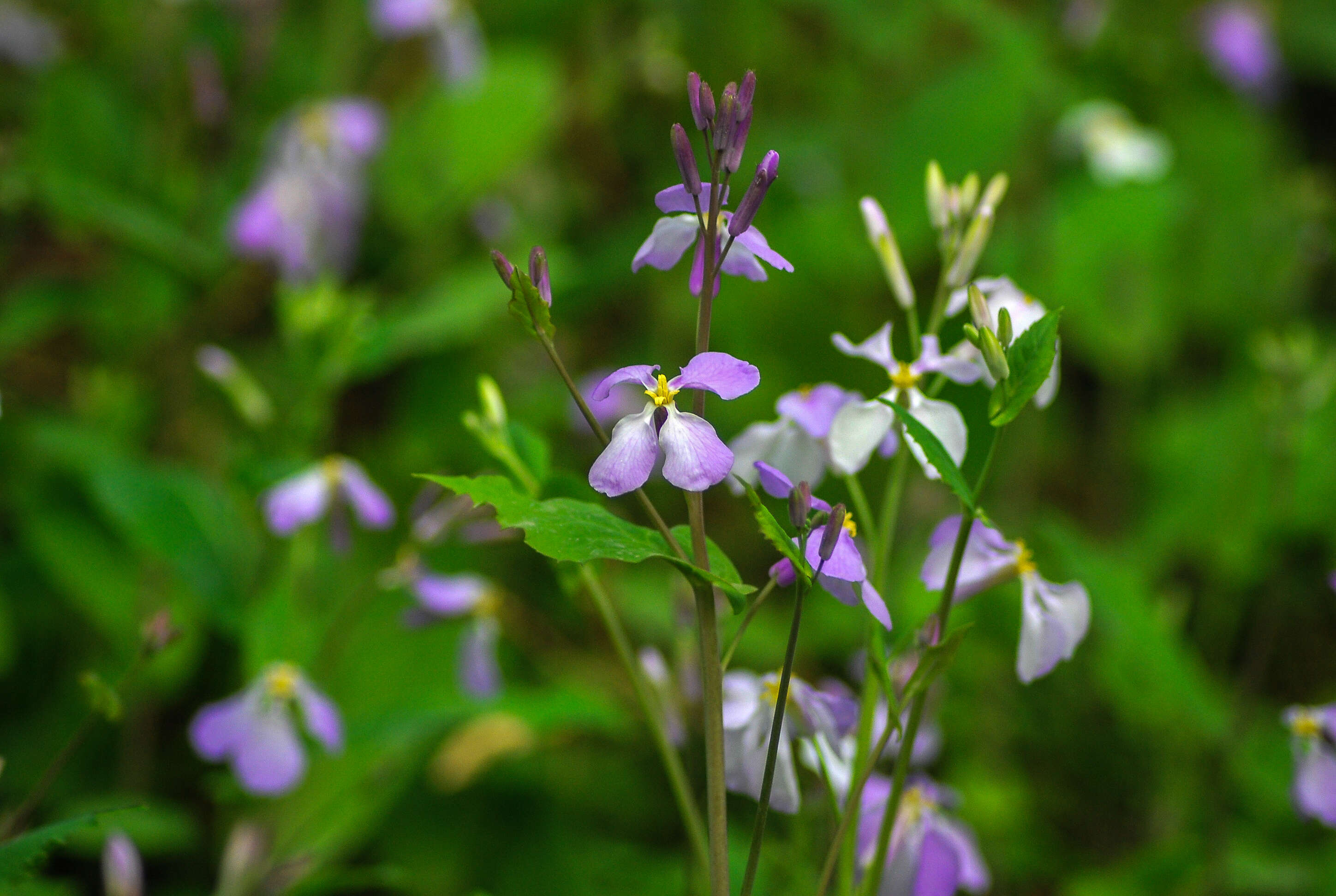 Imagem de Orychophragmus violaceus (L.) O. E. Schulz