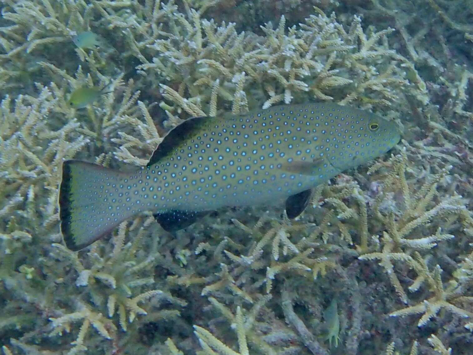 Image of Polkadot Cod