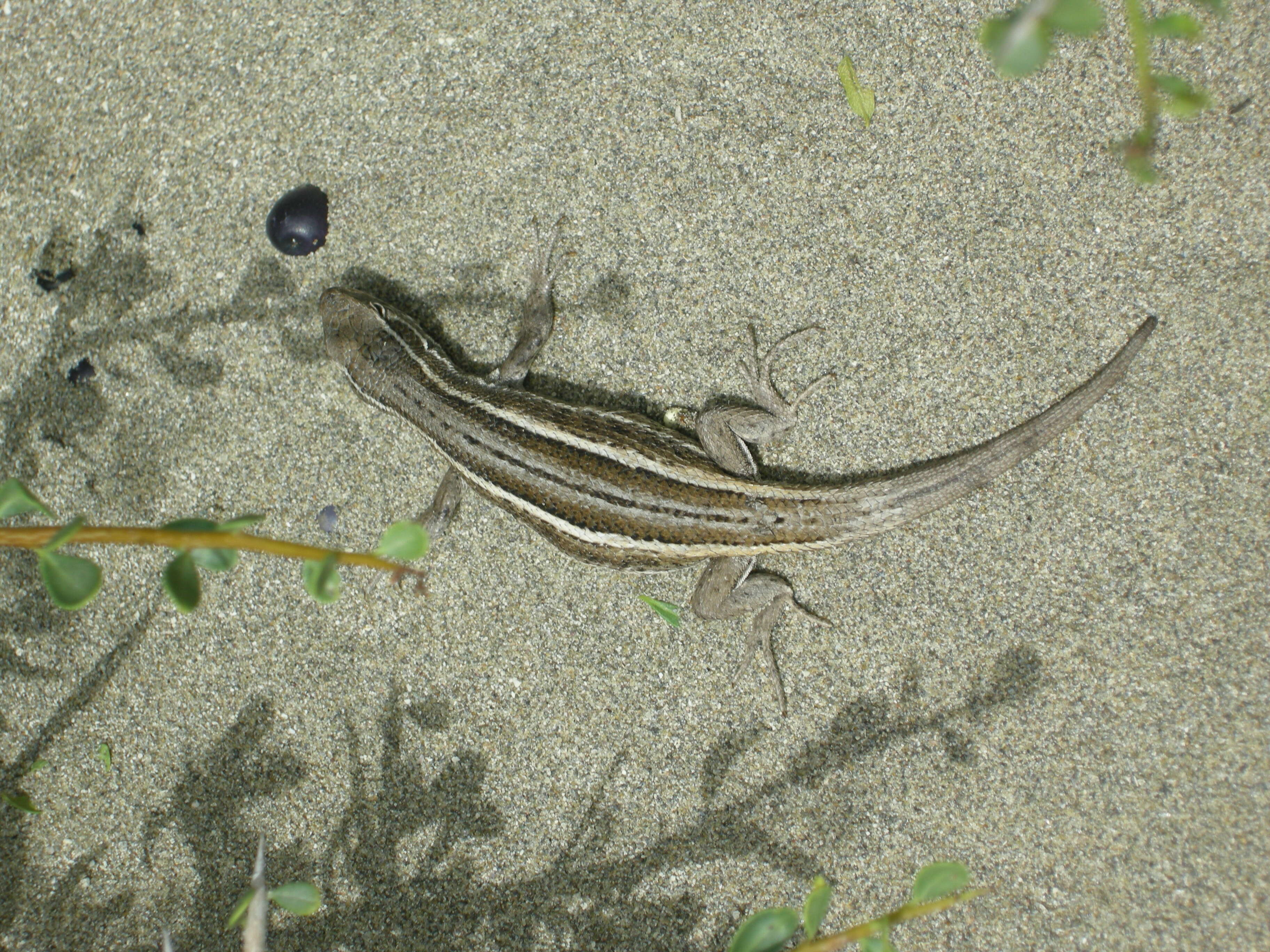 Image of Graceful Tree Iguana