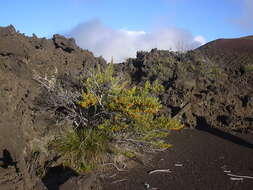 Image of alpine mirrorplant