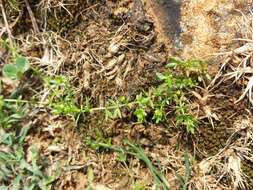 Image of yellow wall bedstraw