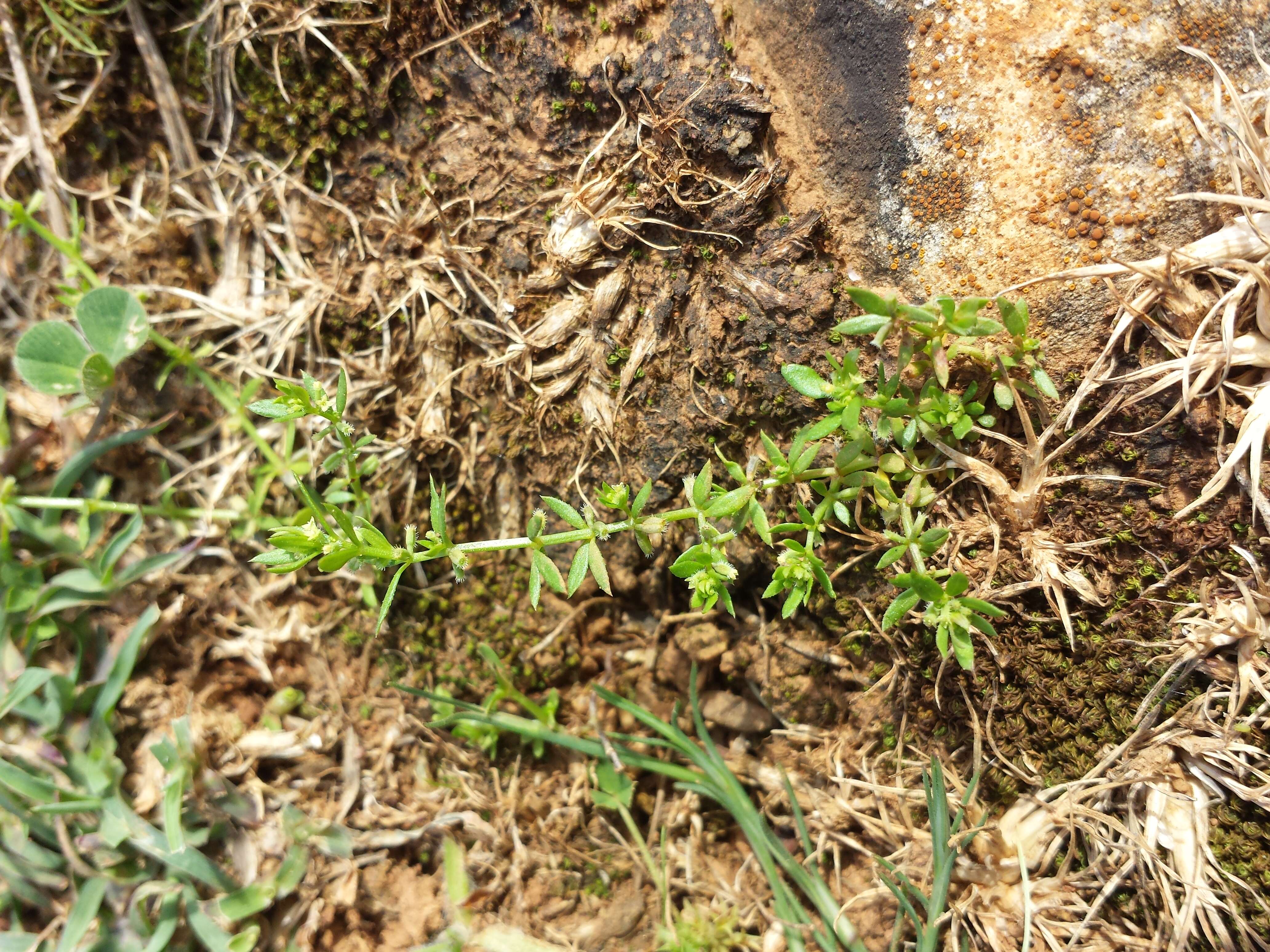 Image of yellow wall bedstraw