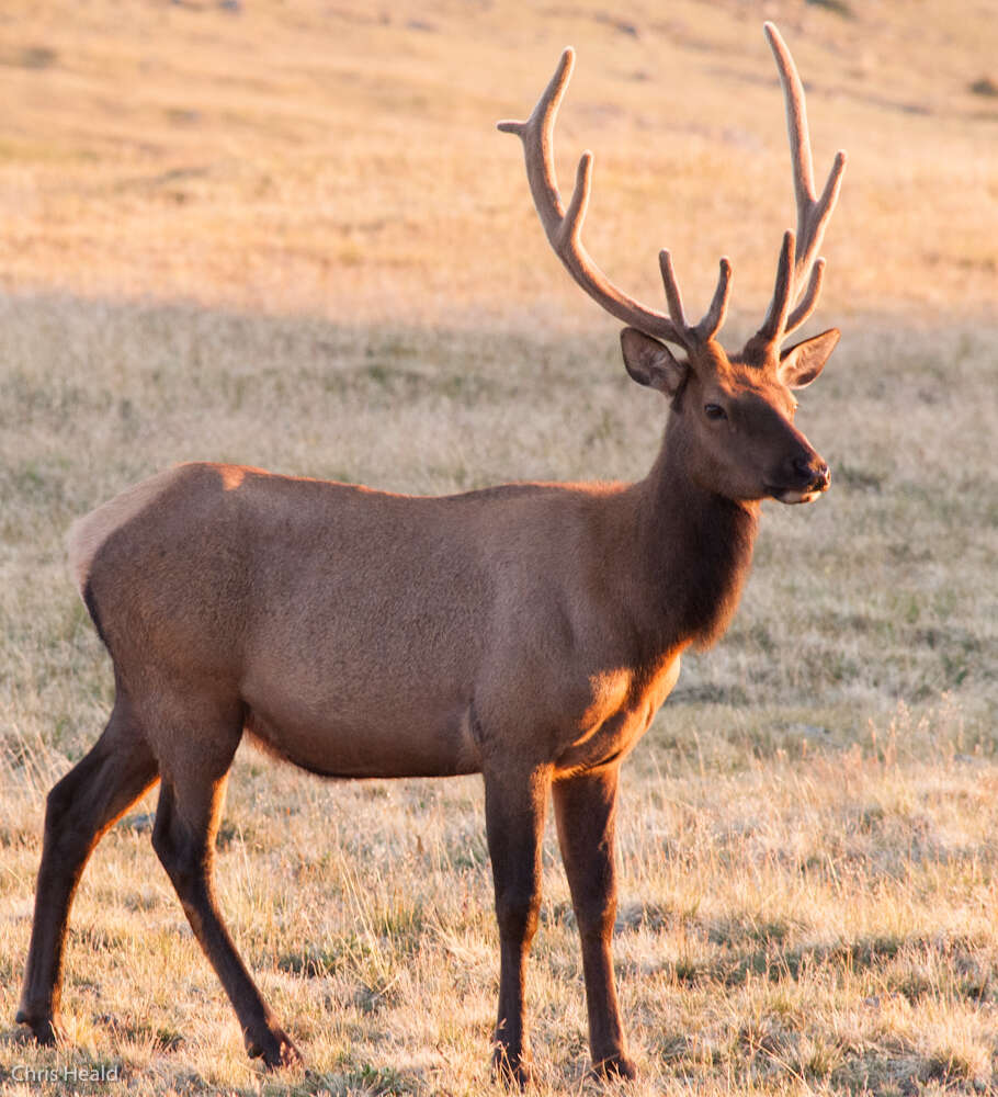 Image of North American elk