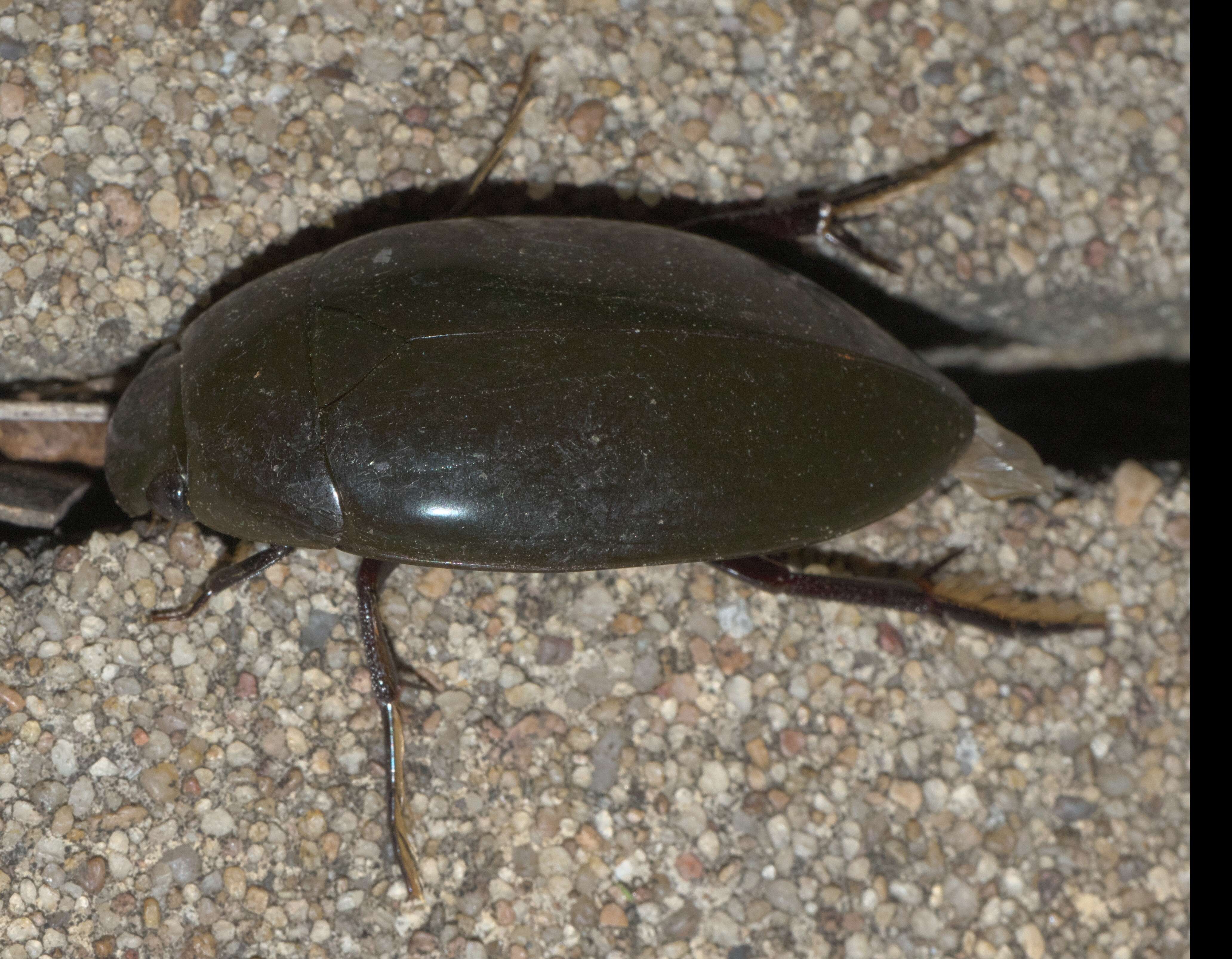 Image of Giant Black Water Beetle