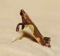 Image of Caloptilia bimaculatella (Ely 1915)