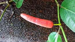 Image of Indian long pepper