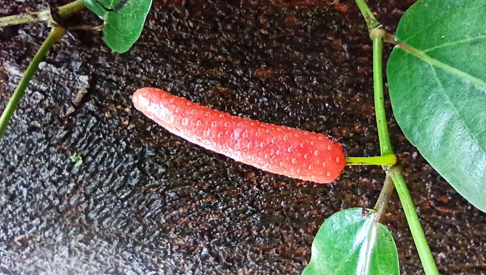 Image of Indian long pepper