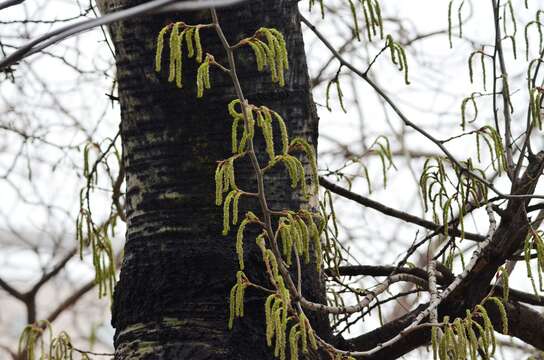 Image of Chinese white poplar